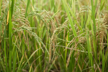 Tayland yaseminli pirinç tarlası ya da Yeşil Teraslı pirinç tarlası 