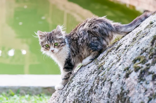 Agradável Close Vista Cinza Kitty — Fotografia de Stock