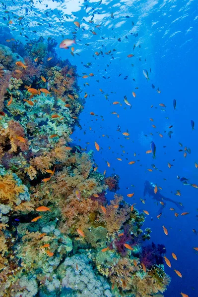 Красивый Тропический Риф Удивительная Концепция Подводного Мира — стоковое фото