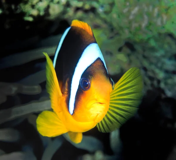 Röda Havets Anemoner Fantastisk Undervattensvärld Koncept — Stockfoto