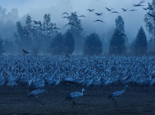 Crane Birds Foggy Time — Stock Photo, Image