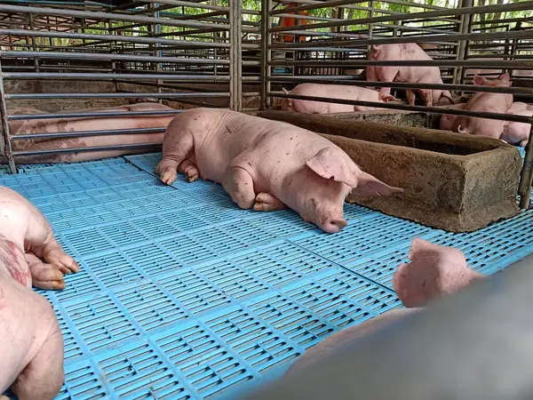 Big Breeding Pig Farm Meat Industry Swine Stall — Stock Photo, Image