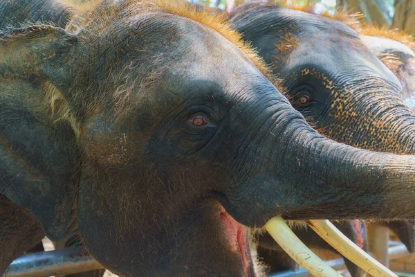 Слоны Дикой Природе Дневной Вид — стоковое фото