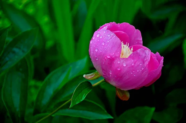 stock image The colorful paeonia lactiflora 'Bowl of Beauty' with raindrops