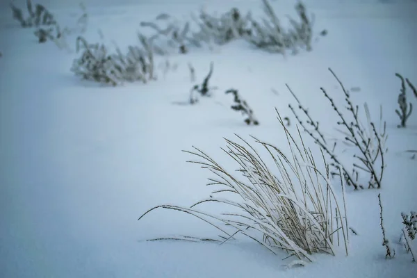 Сухое Растение Покрытое Снегом — стоковое фото