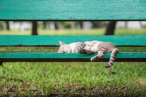 Kat Slapen Houten Stoel Het Park Met Natuur — Stockfoto
