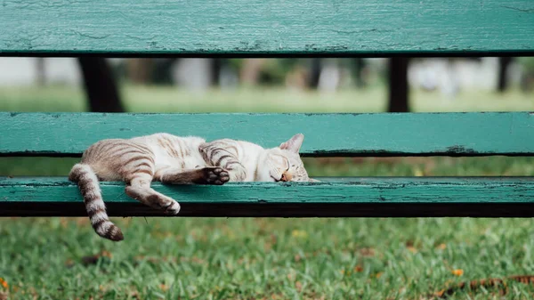 Γάτα Που Κοιμάται Ξύλινη Καρέκλα Στο Πάρκο Φύση — Φωτογραφία Αρχείου