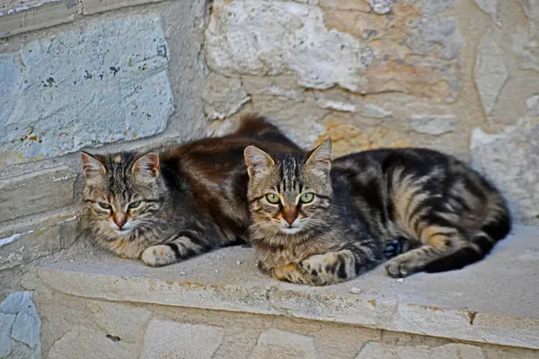 Dışarıda taşın üzerinde iki kedi yatıyor.