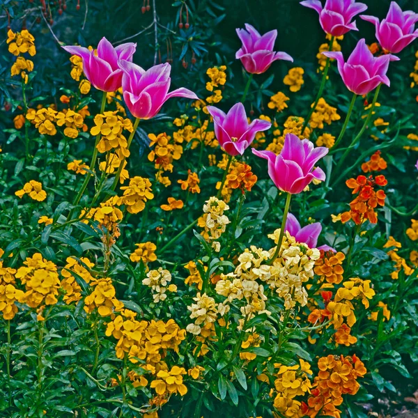 Erysimum Cheiri Tulipány Květinové Hranici — Stock fotografie