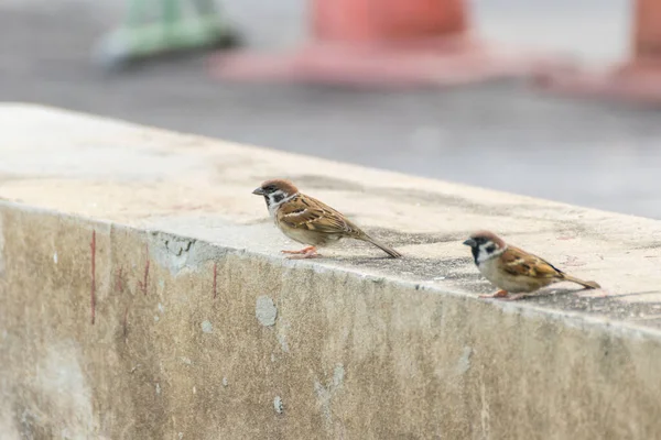 Cute Sparrow Bird Nature — Stock Photo, Image