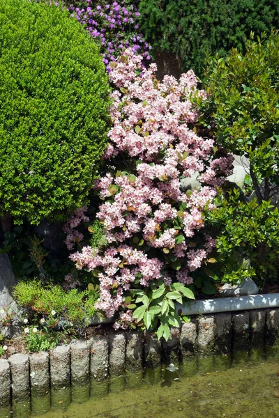 Vista Perto Belas Flores Florescendo — Fotografia de Stock
