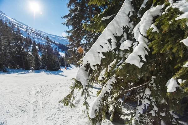 Panoramiczny Widok Śnieg Pokryte Śniegiem Stok Drzew Iglastych — Zdjęcie stockowe