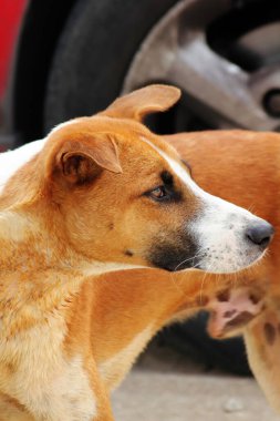 Kırmızı gözlü bir köpeğin portresi