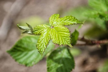 Güneşli bir günde ön planda çiçek