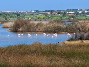 Flamingos at Beautiful lagoon Lagoa dos Salgados near Albufeira in Portugal