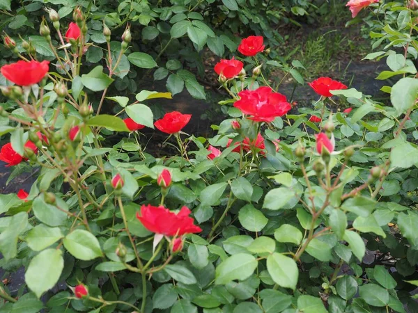 Rote Rosenblüten Garten — Stockfoto