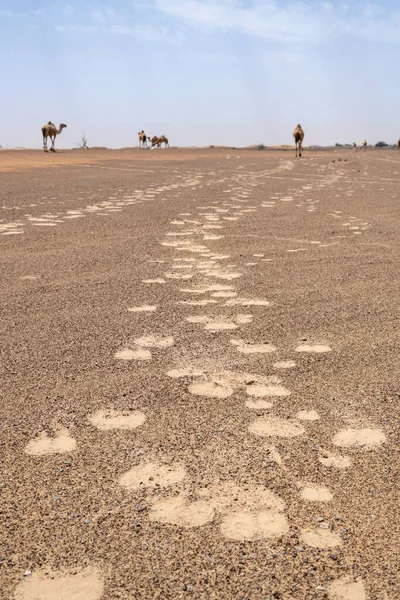 Camels footprint in the desert of red sand