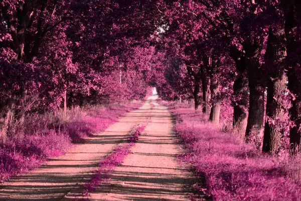 pink flowers on a road in the middle of trees