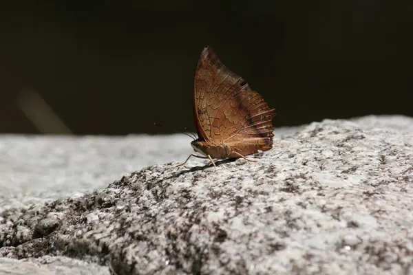 Vista Vicino Della Farfalla Nella Natura — Foto Stock