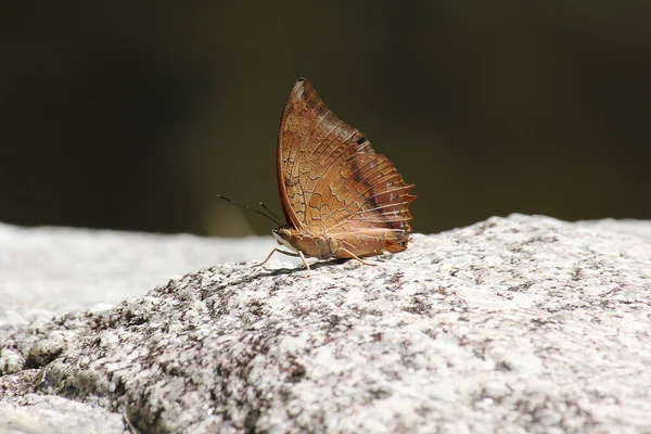 Doğadaki Kelebeğin Yakın Görüntüsü — Stok fotoğraf