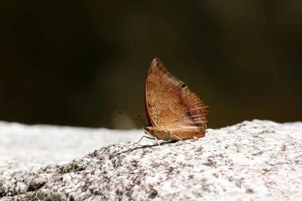近距离观察自然界中的蝴蝶 — 图库照片