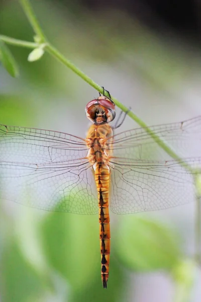 Dragonfly Έντομο Στη Φύση Ζωή Bug — Φωτογραφία Αρχείου