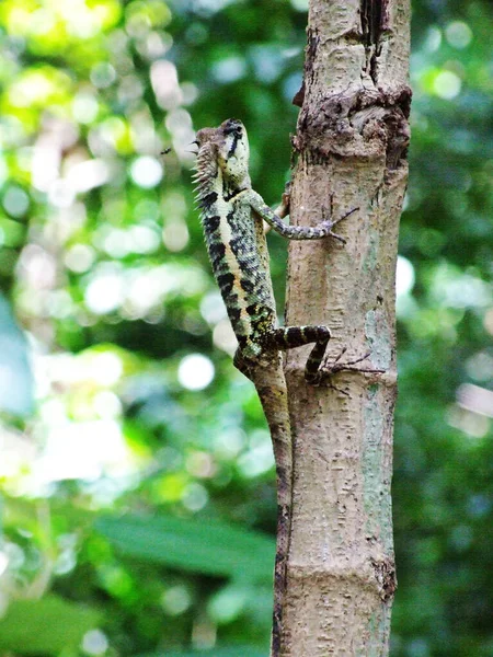 Camaleão Subindo Árvore — Fotografia de Stock