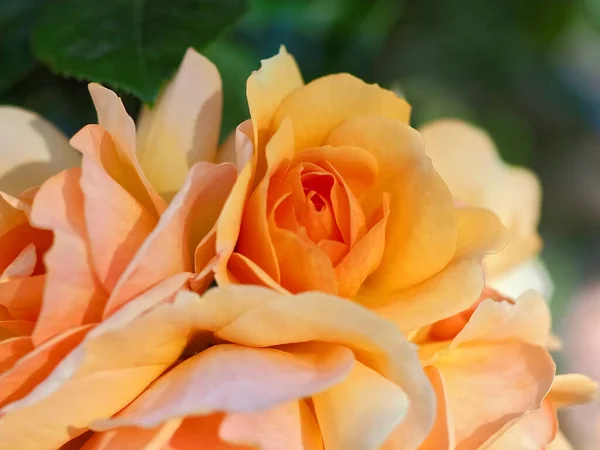 Hermosa Macro Rosas Naranjas Florecientes —  Fotos de Stock