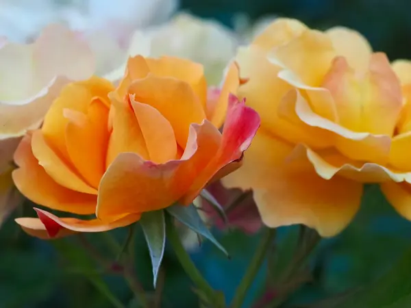 開花するオレンジのバラの美しいマクロ — ストック写真