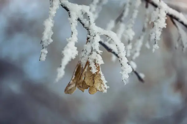 Planten Sneeuw Winterachtergrond — Stockfoto