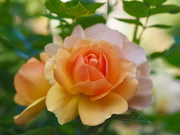 Schöne Makro Einer Blühenden Orangen Rosen — Stockfoto