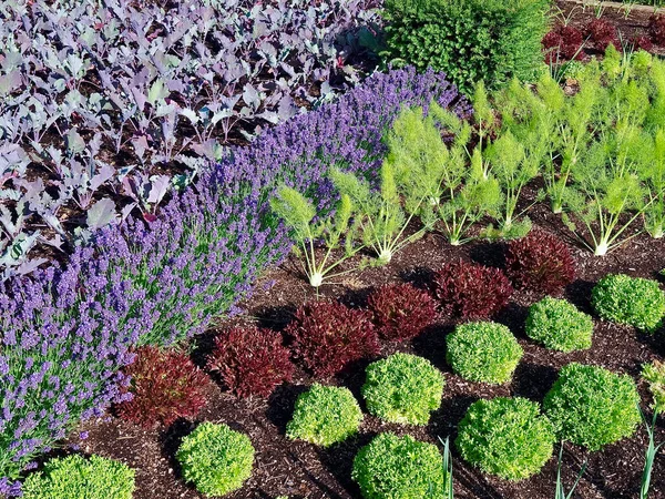 Snygg Grönsaksträdgård Med Kålväxter Lameller Och Lavendelblommor — Stockfoto