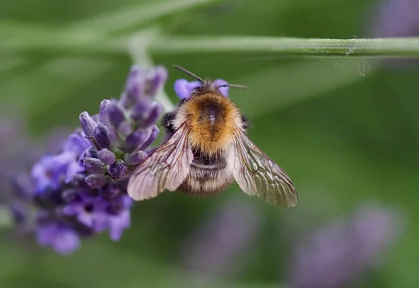 紫色のラベンダーの花の上の謙虚な蜂の閉鎖 — ストック写真