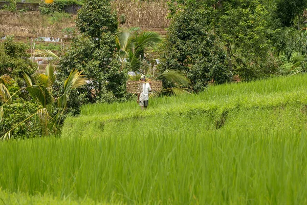 Les Agriculteurs Portent Riz Sur Leurs Épaules Marchent Dans Rizière — Photo