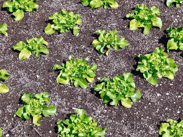 Mladé Zelené Salátové Rostliny Zahradě — Stock fotografie