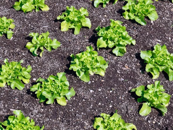 Junge Grüne Salatpflanzen Garten — Stockfoto