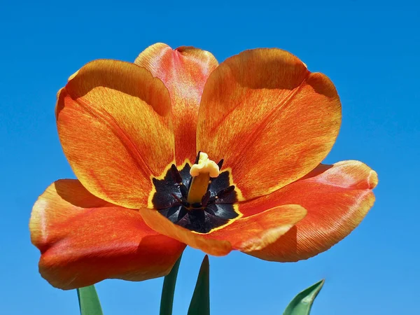 Макро Красного Цветущего Тюльпана Перед Голубым Небом — стоковое фото