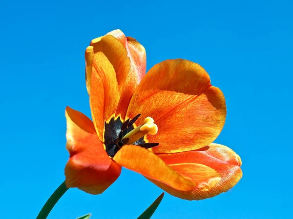 Macro Red Blooming Tulip Front Blue Sky — 图库照片