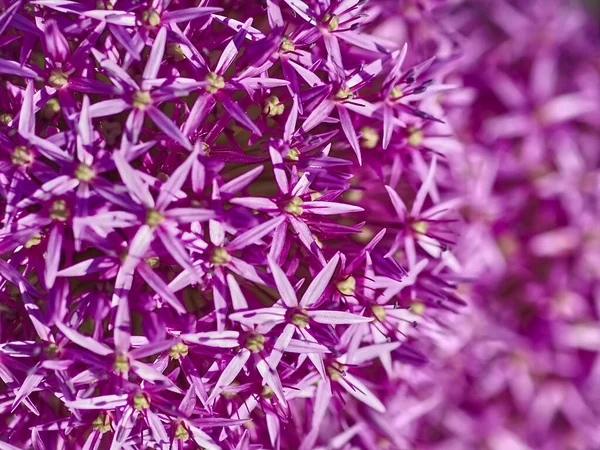 紫花水仙花的遮掩 — 图库照片