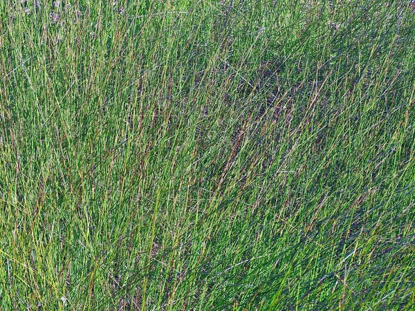 Макро Зеленой Травы Дюнах Заднем Плане — стоковое фото