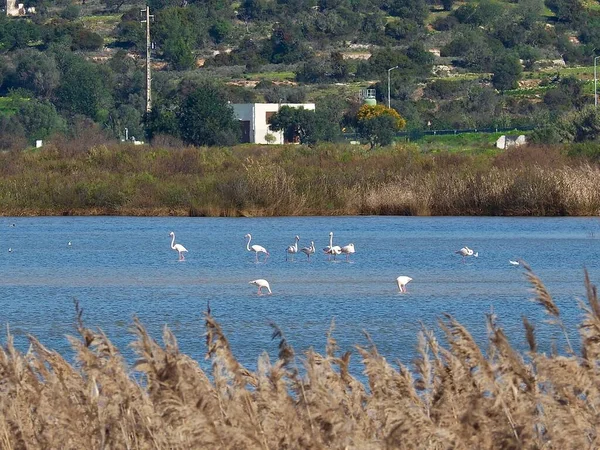 Flamingos Beautiful Lagoon Lagoa Dos Salgados Albufeira Portugal — Stock Photo, Image