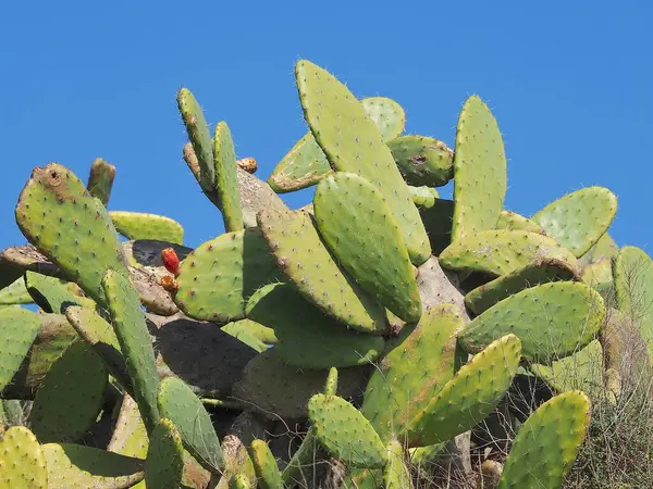 Prickly pear cactus with ripe fruits in front of blue sky