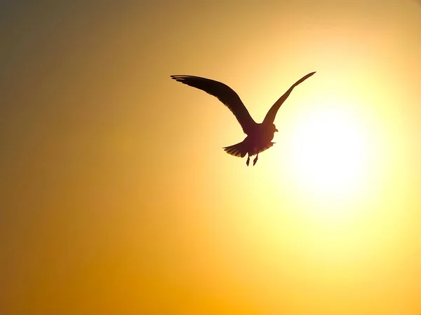 Single Seagull Flying Orange Sunset — Stock Photo, Image