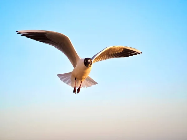 Single Seagull Flying Beach — Stock Photo, Image