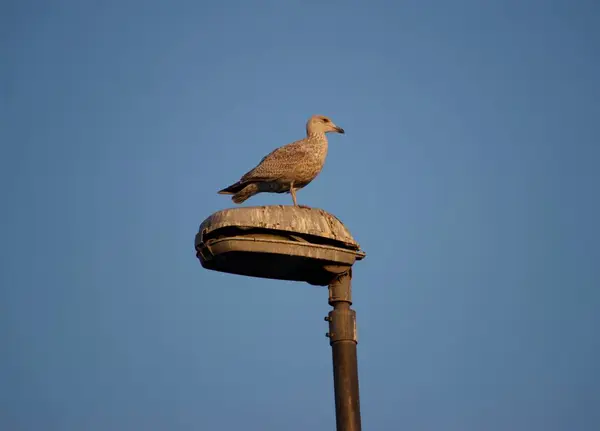 Pigeon Bird Light Pole Blue Sky — Stock Photo, Image