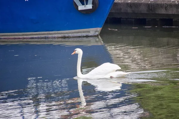 Beautiful Elegant Swan Calm Lake — Stock Photo, Image