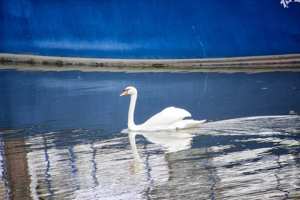 落ち着いた湖の美しいエレガントなスワン — ストック写真
