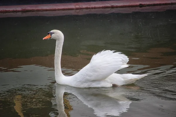 美丽优雅的天鹅在平静的湖上 — 图库照片