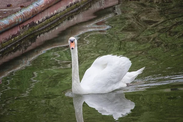 Hermoso Cisne Elegante Lago Tranquilo — Foto de Stock