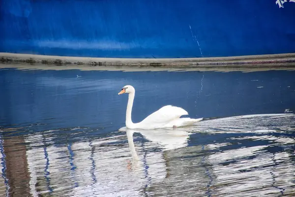 Beau Cygne Élégant Sur Lac Calme — Photo
